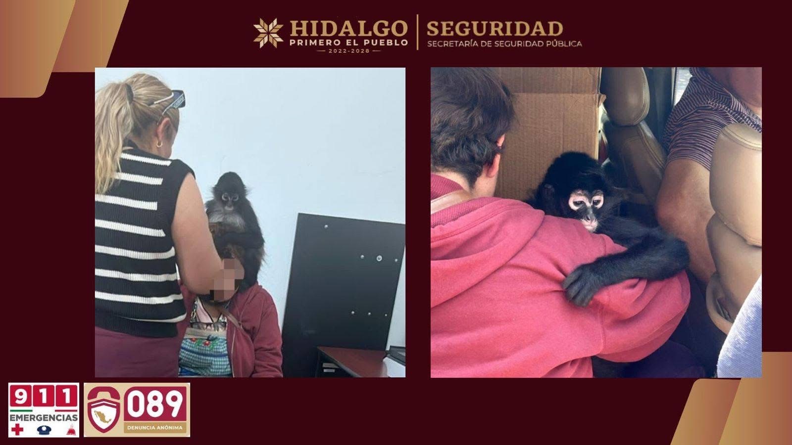 Rescatan un ejemplar de mono araña en Actopan