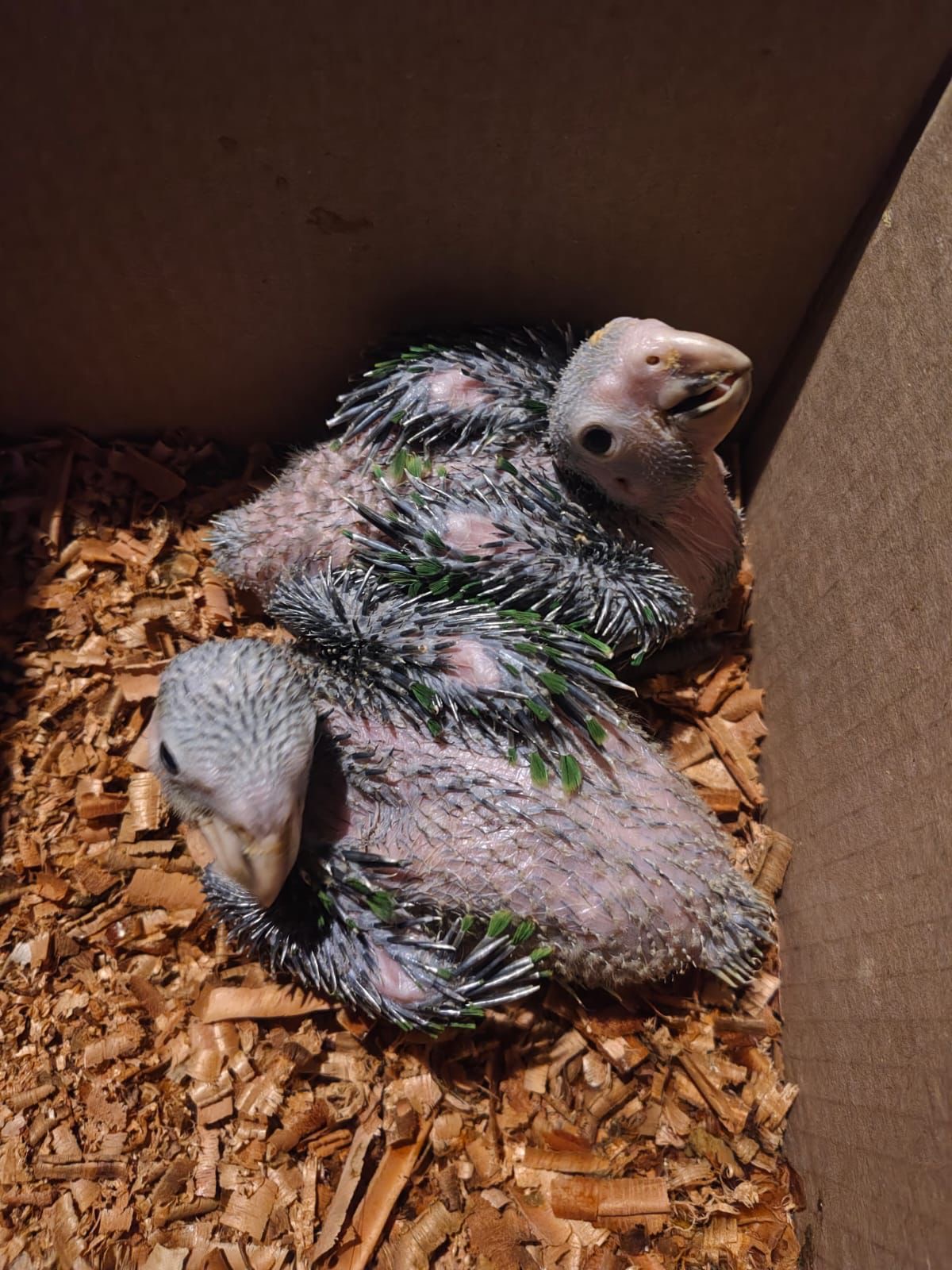 Imagen 1 de 2: Detienen a vendedor de aves silvestres en Mineral de la Reforma